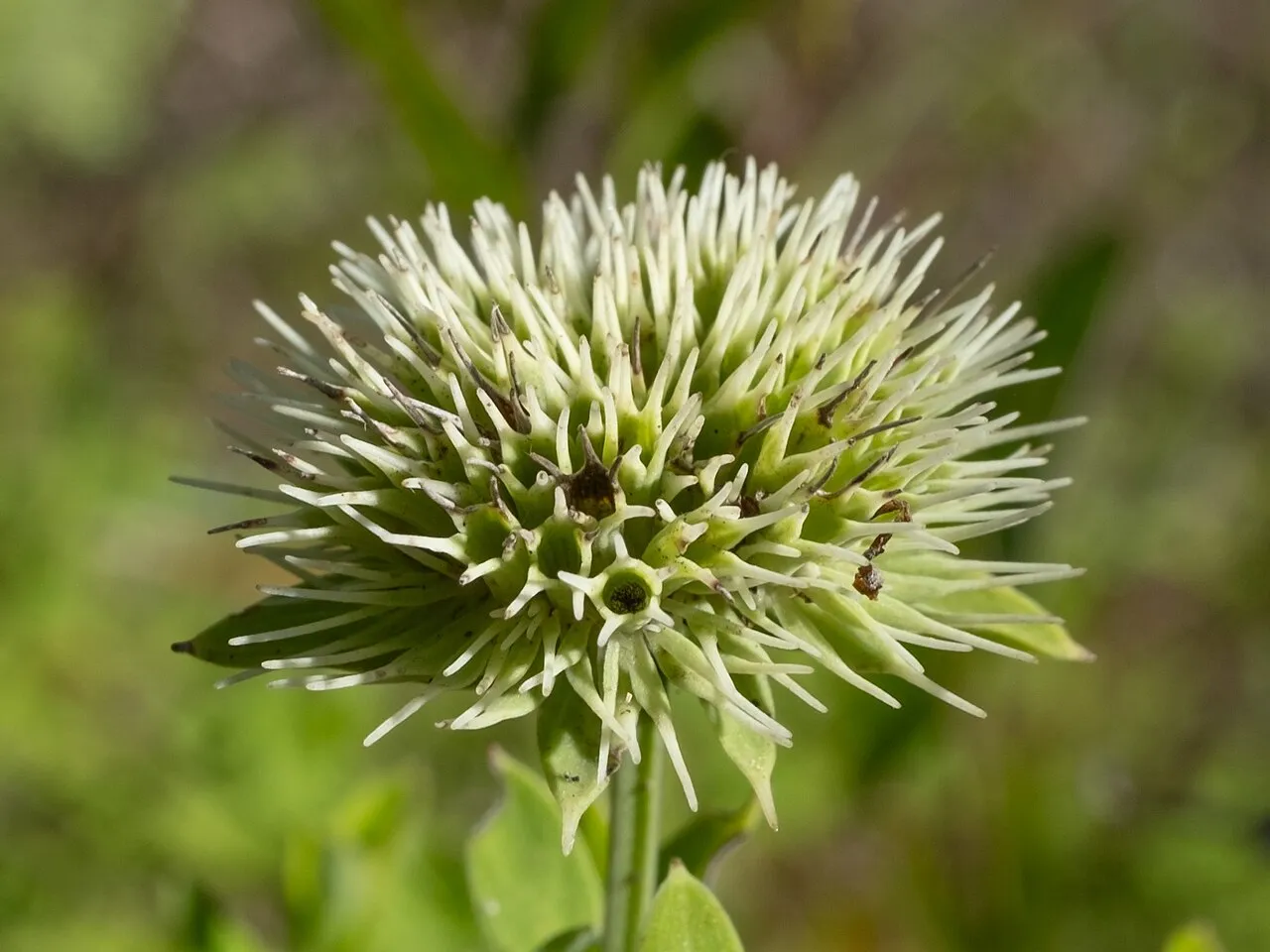 Appalachian Mountainmint — photo by Alex Abair