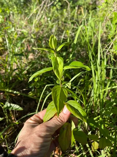 Florida Mountainmint