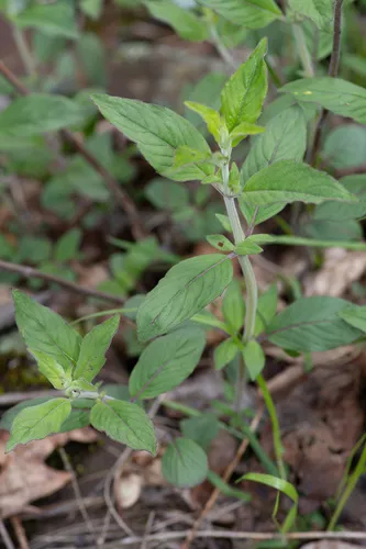 Hoary Mountainmint — photo by Erik Danielsen