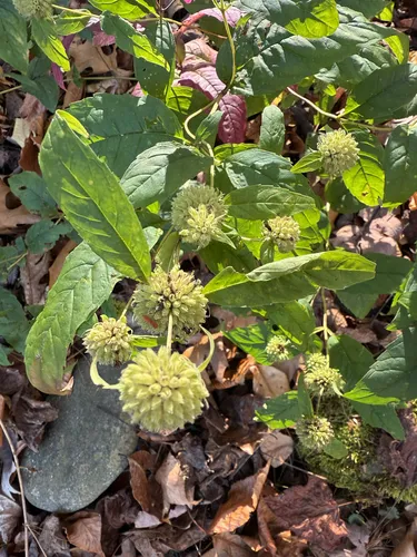 Thinleaf Mountainmint — photo by d ray