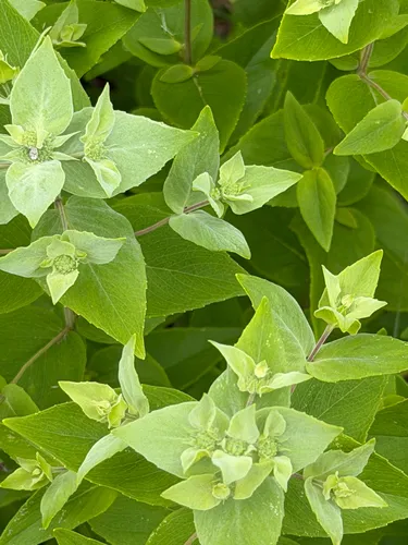 Clustered Mountainmint