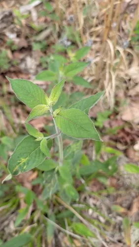 Southern Mountainmint (var. pycnanthemoides) — photo by Devin Floyd