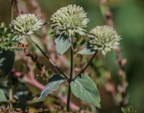 Awned Mountainmint