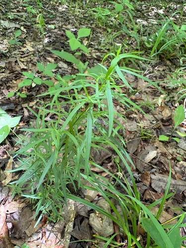 Narrowleaf Mountainmint — photo by Theo Witsell