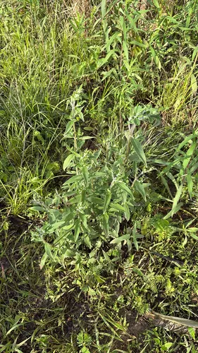 Whorled Mountainmint — photo by Wood_orchid