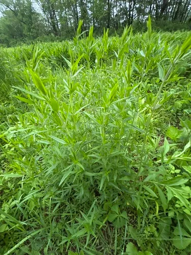 Virginia Mountainmint — photo by maryah