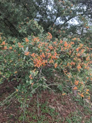 Narrowleaf Firethorn