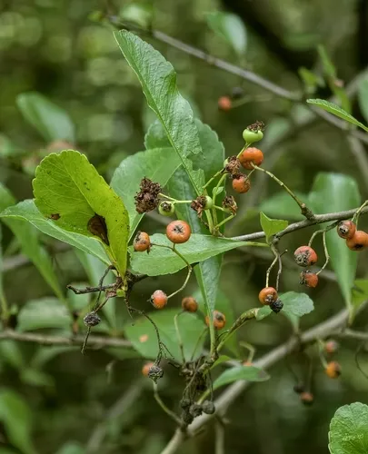 Nepalese Firethorn — photo by Amaël Borzée