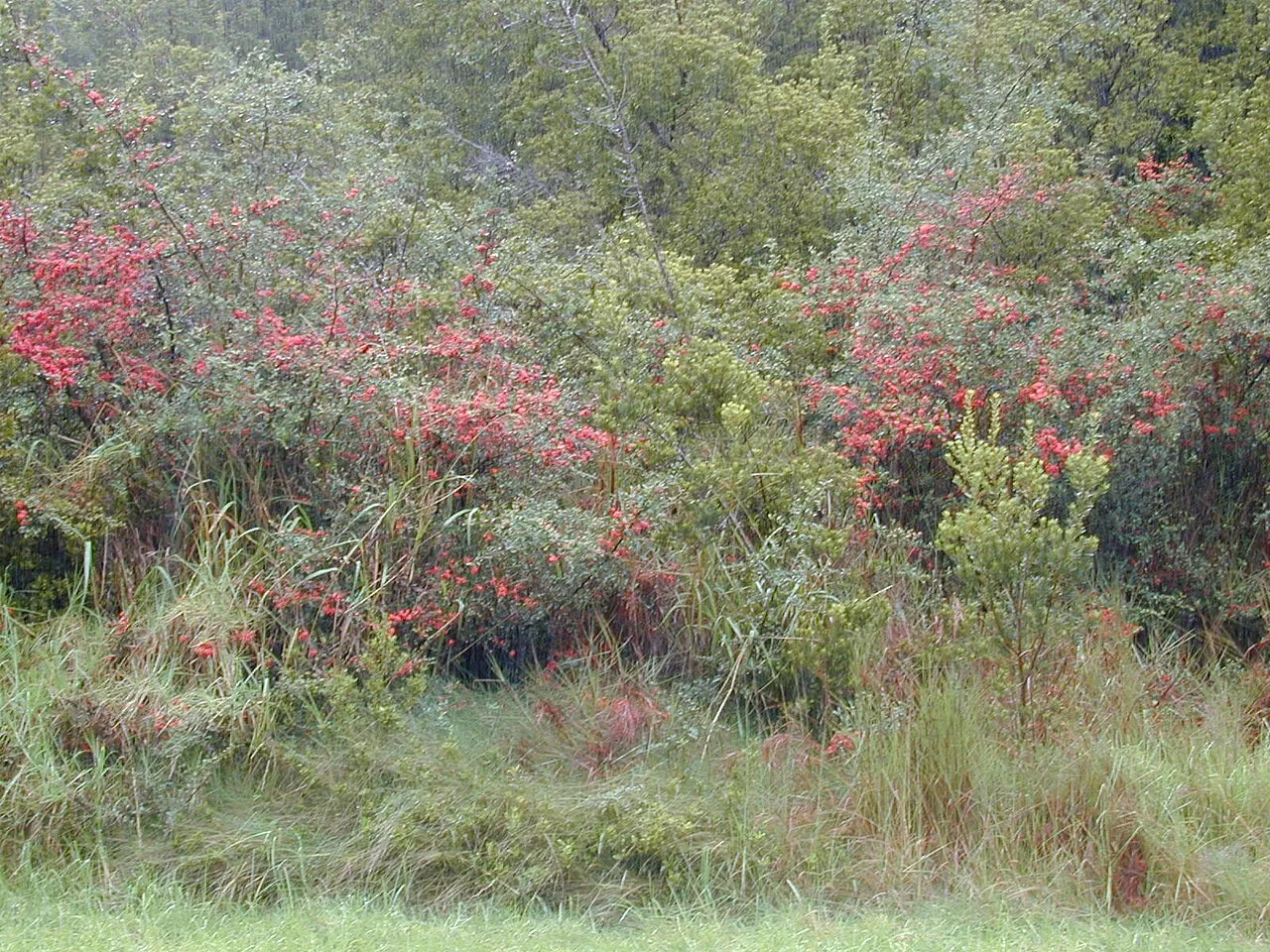 Chinese Firethorn
