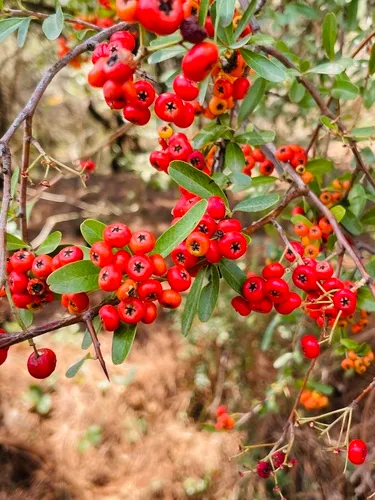 Formosa Firethorn