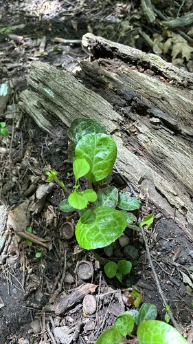 American Wintergreen