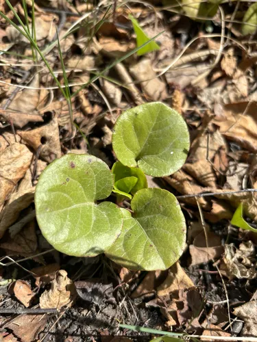 Liverleaf Wintergreen