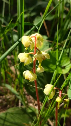 Greenflowered Wintergreen