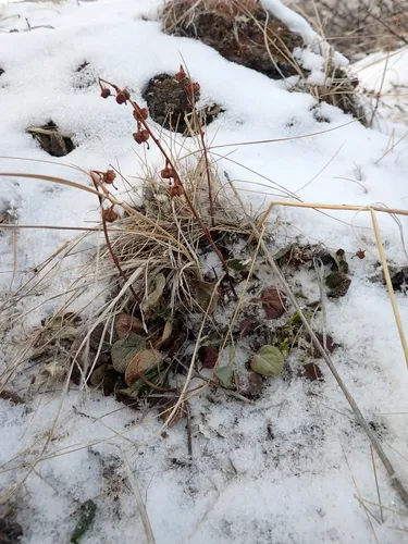 Largeflowered Wintergreen — photo by Aurélien Grange