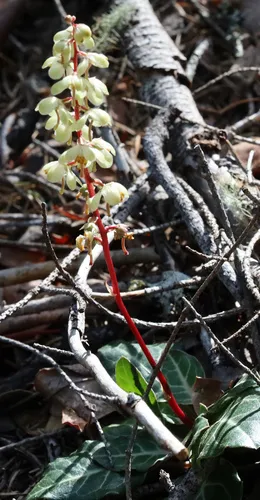 Whiteveined Wintergreen