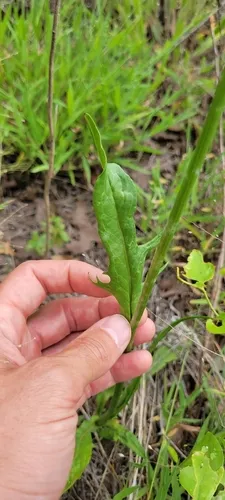 Tuberous Desert-chicory