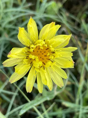 Smallflower Desert-chicory — photo by bumblingbeeexploration