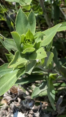 Largeflower Goldenweed