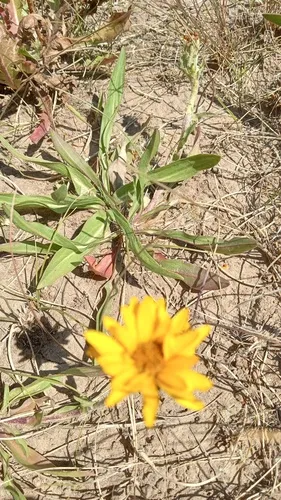 Tranquil Goldenweed (var. villosa) — photo by pebertowski