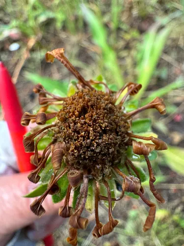 Curlyhead Goldenweed