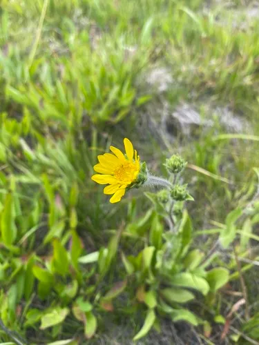 Tacky Goldenweed — photo by Daniel Kennedy