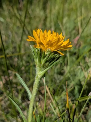 Many-stemmed Goldenweed