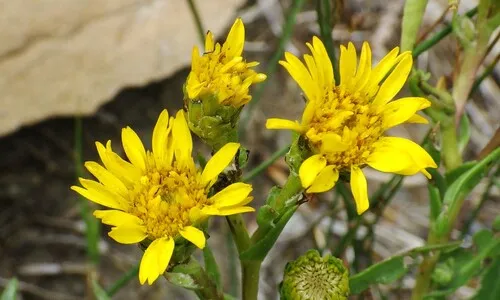 Lanceleaf Goldenweed