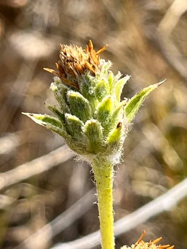 Smallhead Goldenweed — photo by Sienna Wessel