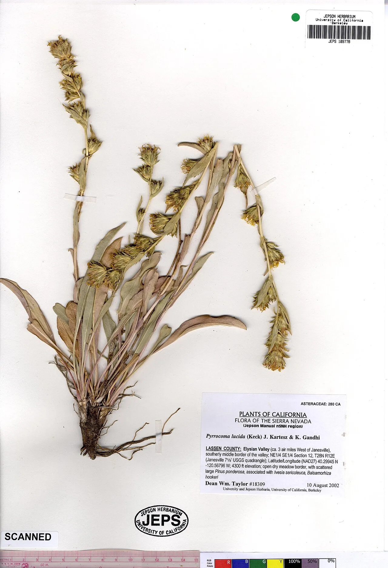 Sticky Goldenweed — photo by Dean Wm. Taylor