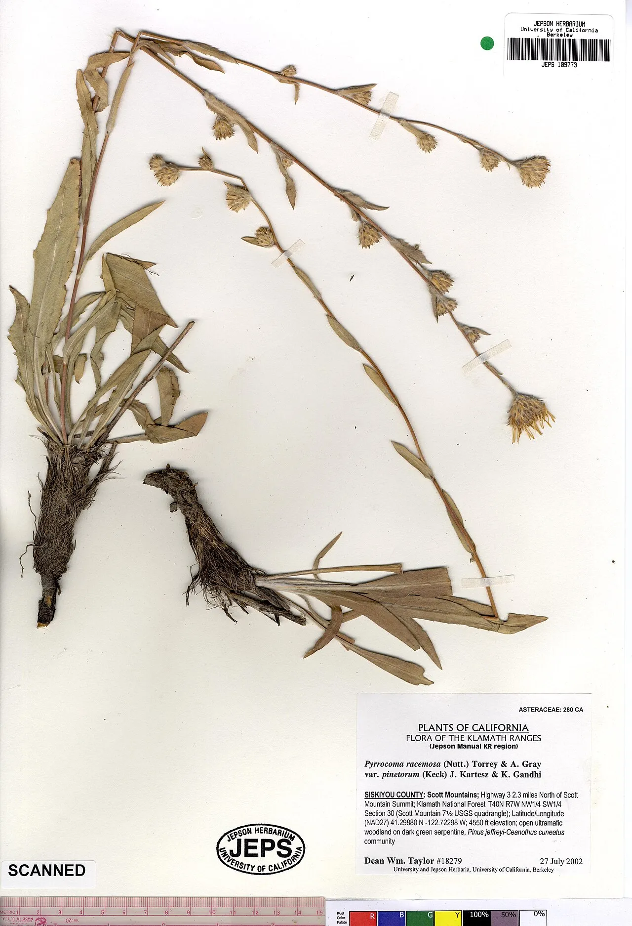 Clustered Goldenweed (var. pinetorum) — photo by Dean Wm. Taylor