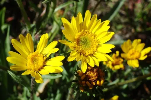 Plantain Goldenweed — photo by Matthias Buck