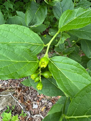 Buffalo Nut — photo by drcindy315