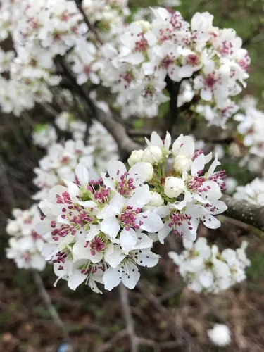 Callery Pear