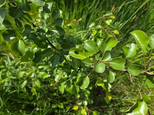 Common Pear — photo by Наталія Кратасюк