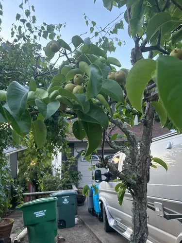 Chinese Pear