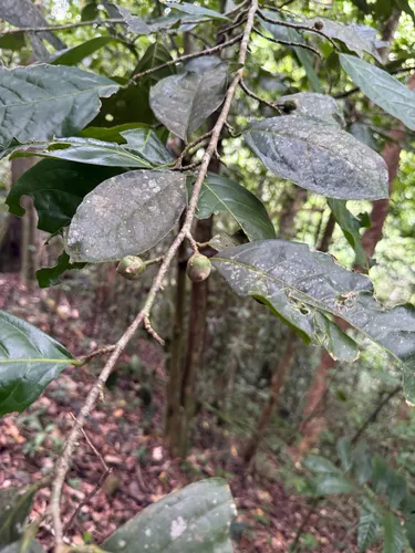 Swizzlestick Tree