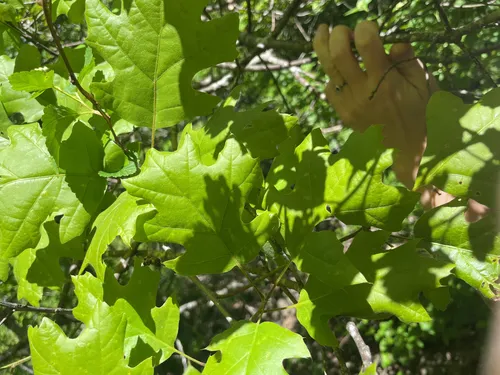 Mapleleaf Oak
