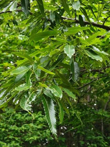 Sawtooth Oak — photo by WATANABE Hitoshi 渡辺仁