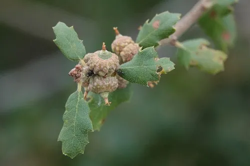 Scrub Oak