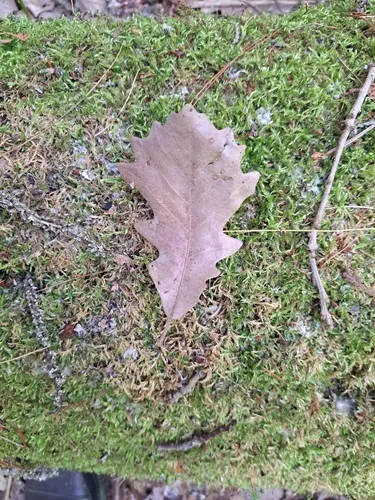 Swamp White Oak