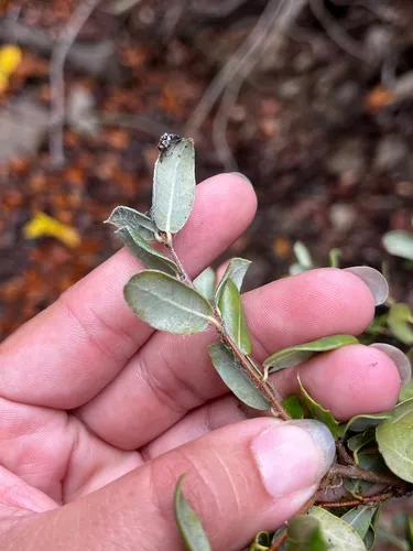 Cedros Island Oak — photo by Daniela Varela Zepeda