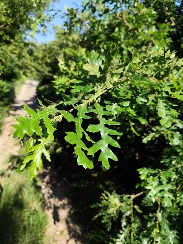 European Turkey Oak — photo by Francesco Santoro