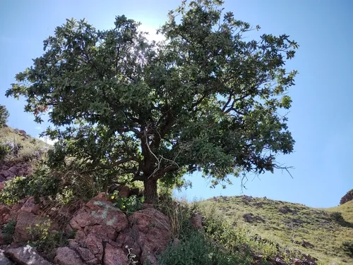 Chihuahuan Oak — photo by Leví Bernardo Martínez Reza