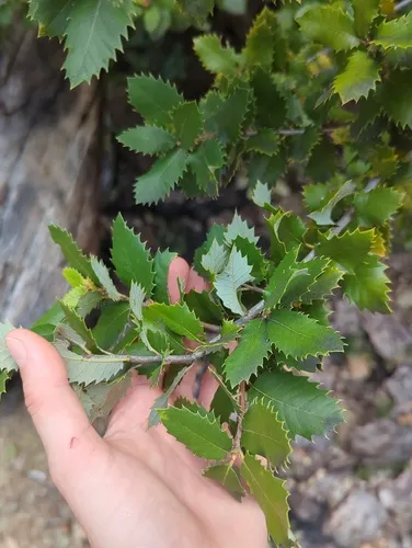 Canyon Live Oak — photo by Aberdeen Spade