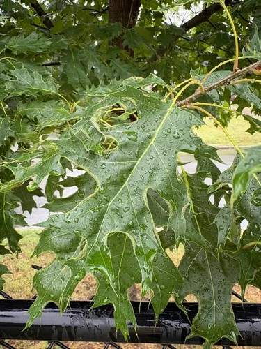 Scarlet Oak