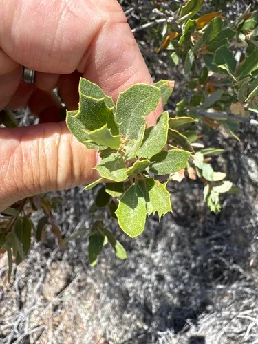 Muller Oak