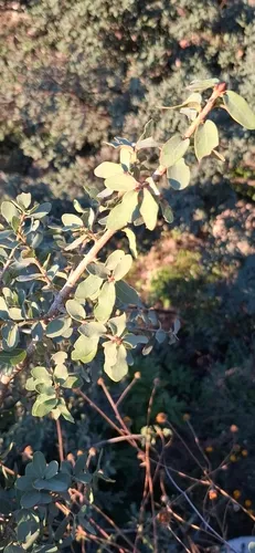 Davis Mountain Oak — photo by M. Socorro González Elizondo