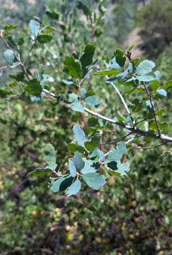 Blue Oak — photo by dindelion