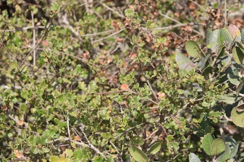Coastal Sage Scrub Oak (var. elegantula) — photo by Steven Kurniawidjaja