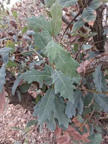 Engelmann Oak